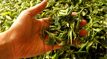 Как подобрать хороший зеленый чай для себя - описание самых популярных сортов